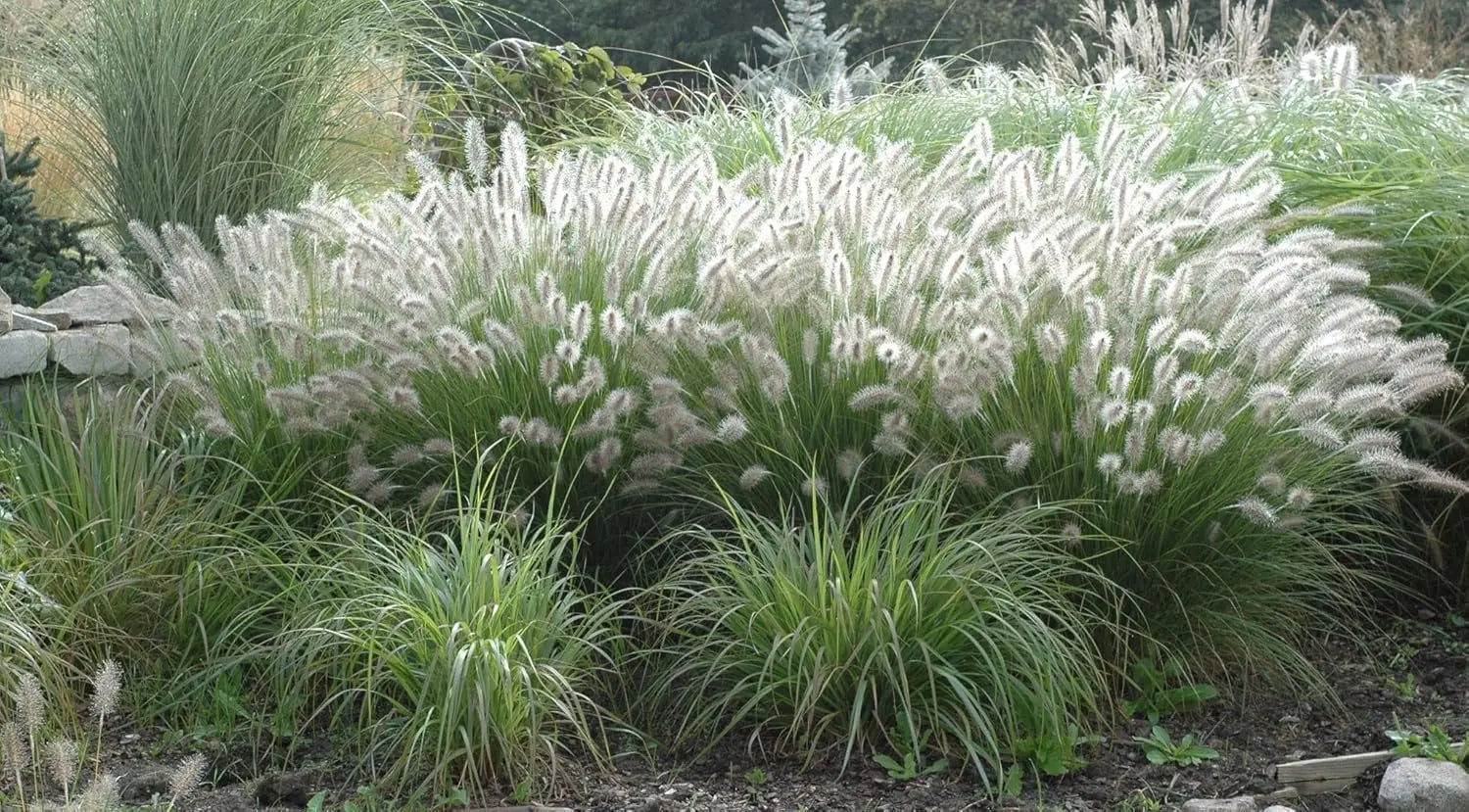 Ziergras Pennisetum alopecuroides Lampenputzergras im XXL Topf, Stauden Gänge, grüne, buschige Pflanze, Nahaufnahme