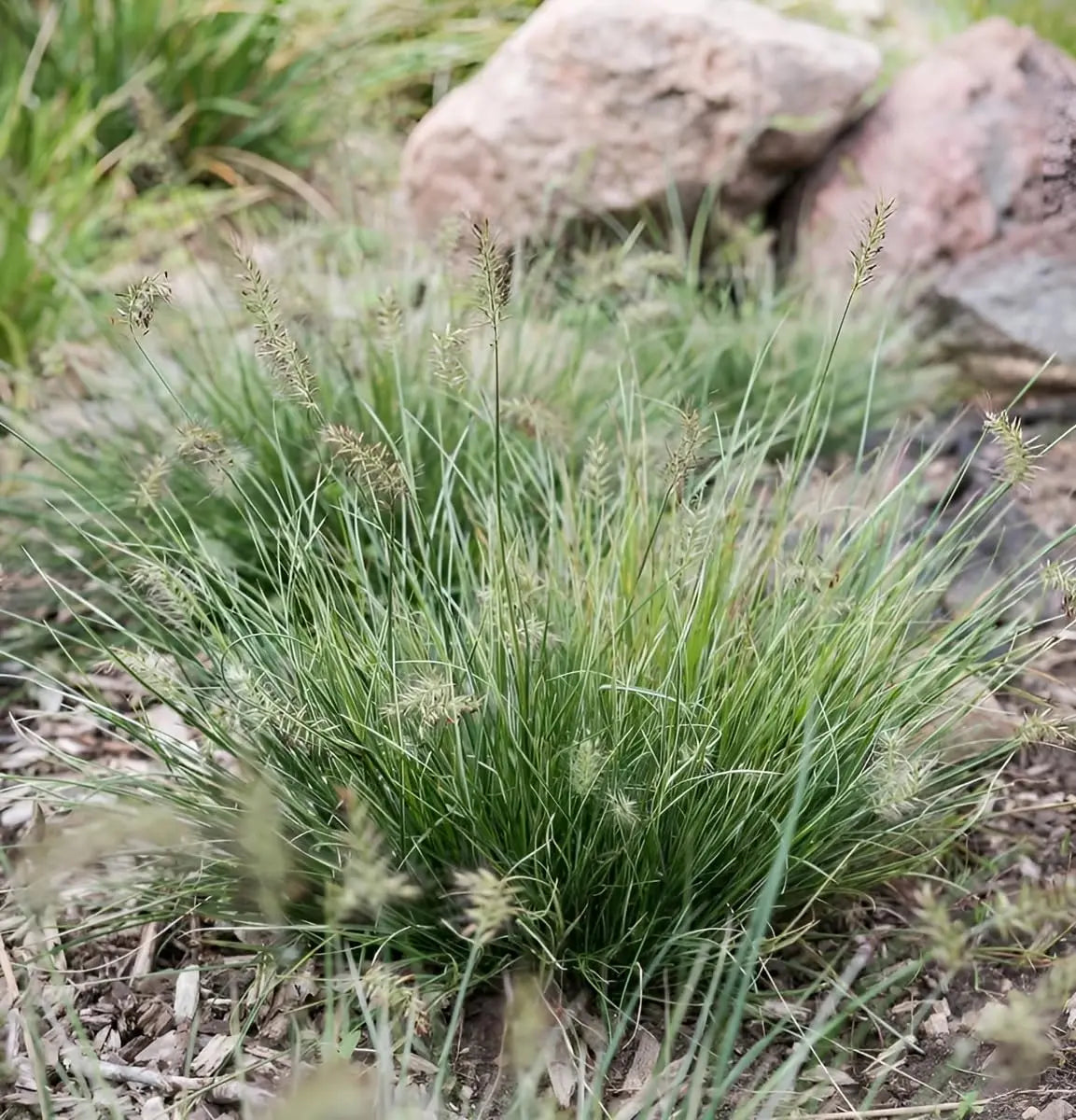 Ziergras Pennisetum alopecuroides 'Little Honey' mit gelben, dichten Wedeln, Zwerg Lampenputzergras, Stauden Gänge