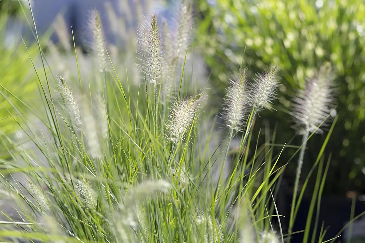 Ziergras Pennisetum alopecuroides 'Little Honey' von Stauden Gänge, kleines Lampenputzergras mit goldgelben Halmen im Garten.