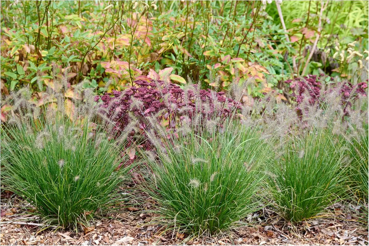Ziergras Pennisetum alopecuroides 'Piglet' von Stauden Gänge, kleines Lampenputzergras mit buschigem Wuchs und grünen Blättern