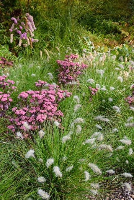 Ziergras Pennisetum alopecuroides 'Piglet' von Stauden Gänge, kleiner Lampenputzergras mit buschigem Wuchs und grünen Ähren