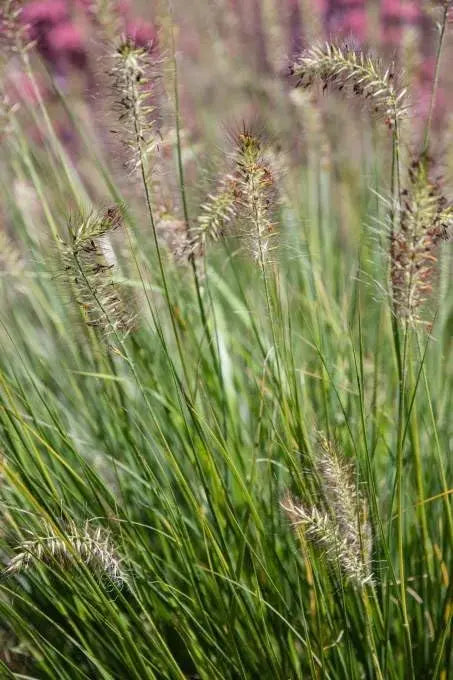 Ziergras Pennisetum alopecuroides 'Piglet' von Stauden Gänge, kleines Lampenputzergras mit dichten, grünen bis braunen Blütenständen