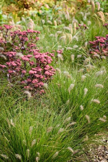 Ziergras Pennisetum alopecuroides 'Piglet' von Stauden Gänge, kleines Lampenputzergras mit grünen, buschigen Halmen.