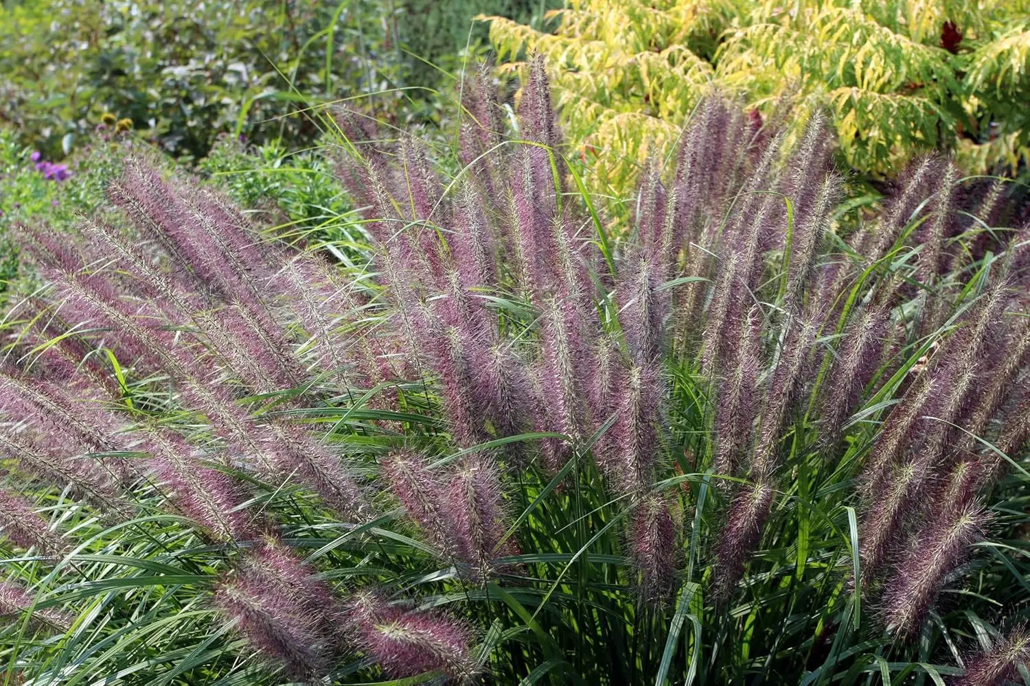 Rotes Lampenputzergras Pennisetum alopecuroides 'Red Head' als Ziergras, mit üppigen roten Halmen und grünen Blättern, im Garten.