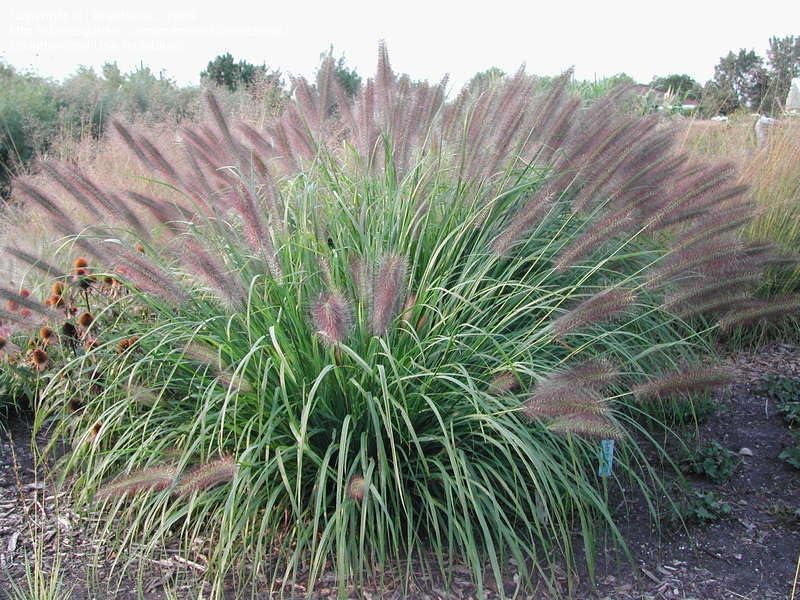 Rotes Lampenputzergras Pennisetum alopecuroides 'Red Head' mit üppigen, roten Schöpfen, Ziergras von Stauden Gänge