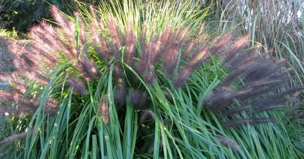 Rotes Lampenputzergras Pennisetum alopecuroides 'Redborn' von Stauden Gänge, Ziergras mit roten, buschigen Halmen im Garten