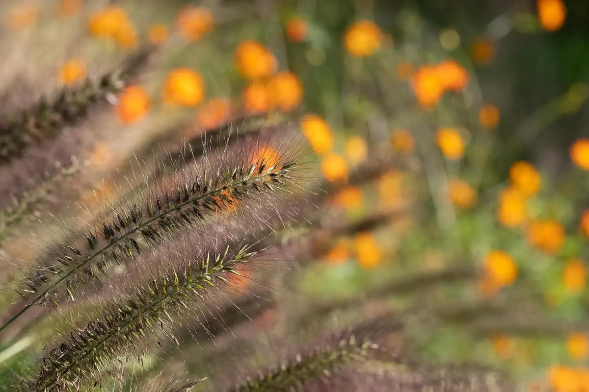 Rotes Lampenputzergras Pennisetum alopecuroides 'Redborn' als Ziergras, grüner Halmbusch mit roten Blütenständen, Stauden Gänge