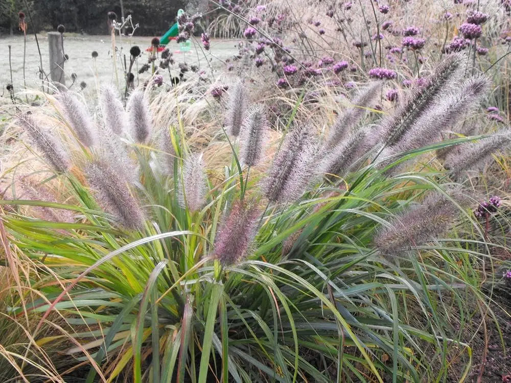 Rotes Lampenputzergras Pennisetum alopecuroides 'Redborn' als Ziergras, mit dichten, rotbraunen Halmen und grünen Blättern