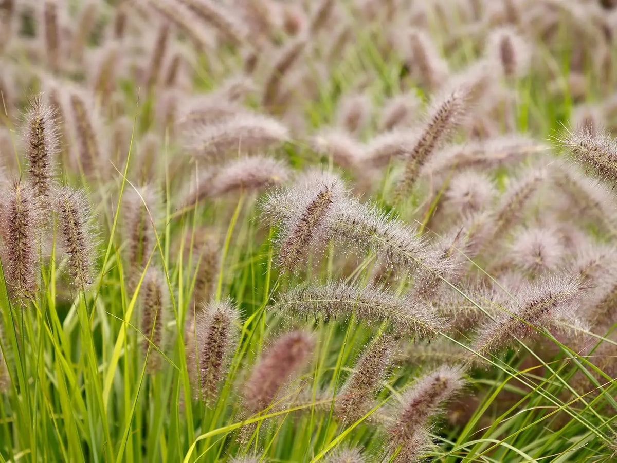 Rotes Lampenputzergras Pennisetum alopecuroides 'Redborn' im XXL Topf, Ziergras von Stauden Gänge, frisches, blühendes Ziergras.