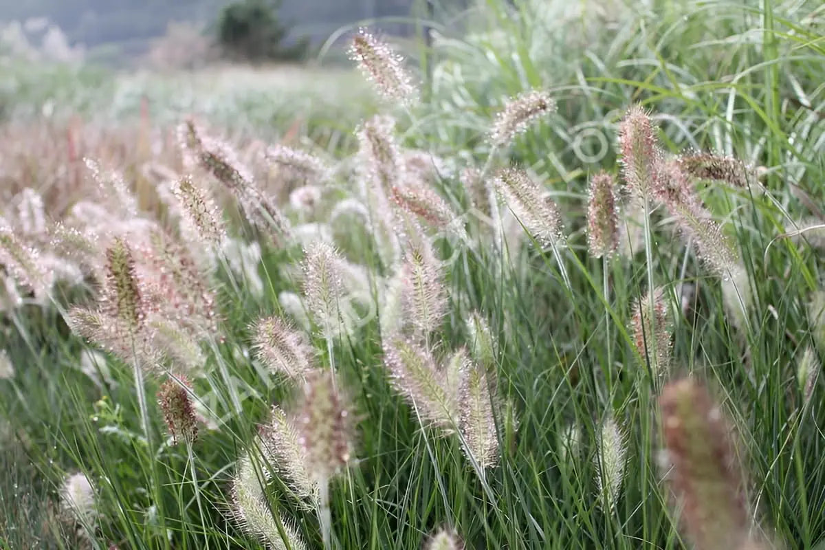 Ziergras Pennisetum alopecuroides 'Weserbergland' mit dichten, aufrechten Halmen, Stauden Gänge, Lampenputzergras im Garten.