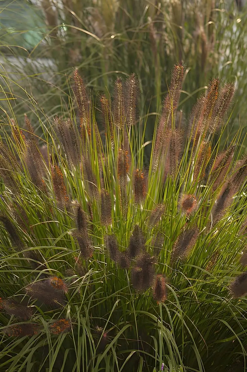 Lampenputzergras Pennisetum alopecuroides 'Weserbergland' als Ziergras, grüne Halme mit braunen Blütenständen, bei Stauden Gänge