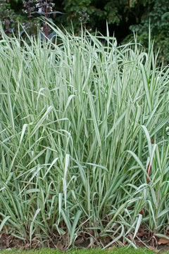 Ziergras Phalaris arundinacea 'Feesey' von Stauden Gänge, rohrglanzgras mit schmalen grünen Blättern und zierlicher Wuchs