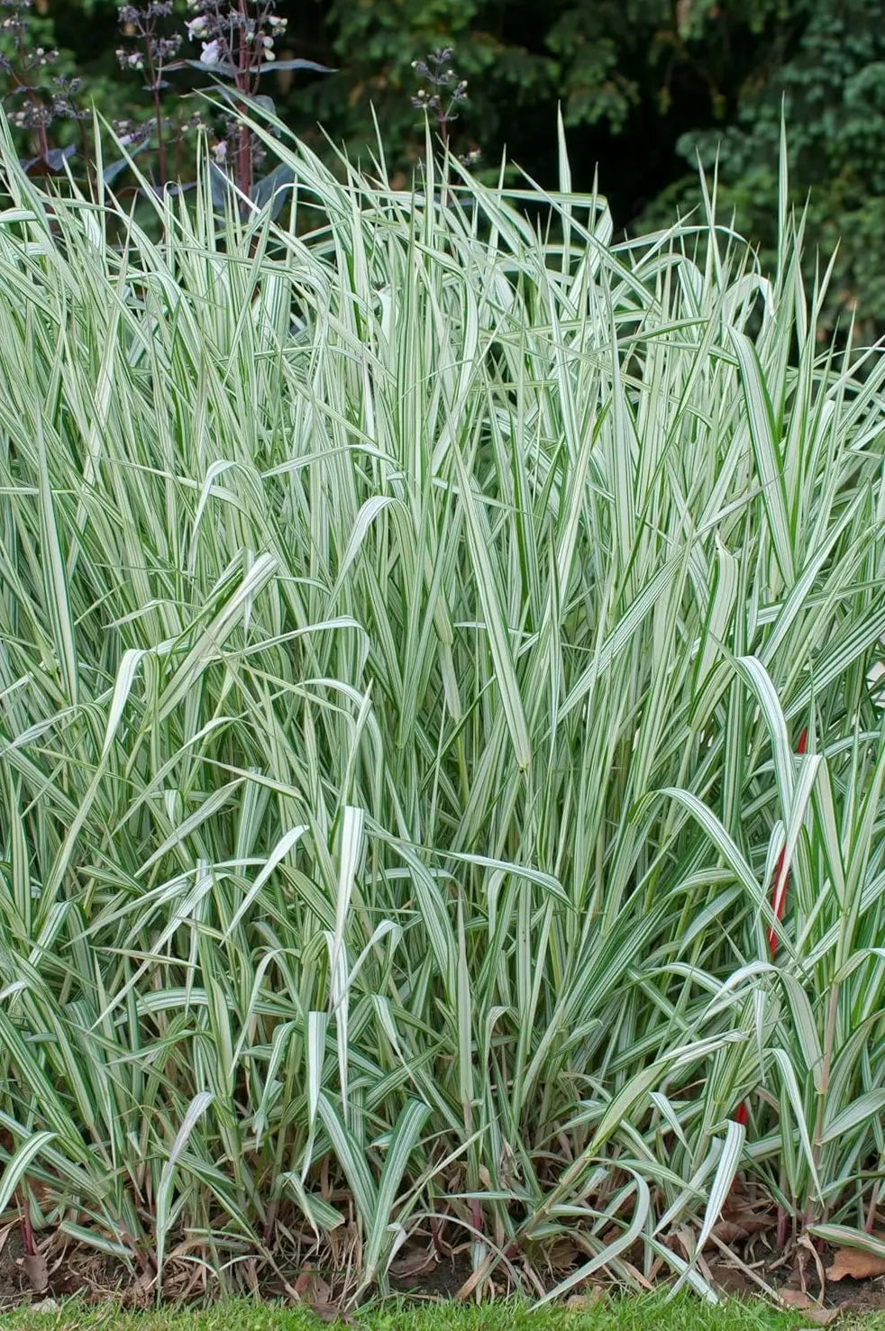 Ziergras Phalaris arundinacea 'Feesey' von Stauden Gänge, rohrglanzgras mit schmalen grünen Blättern und zierlicher Wuchs
