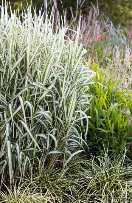 Ziergras Phalaris arundinacea 'Feesey' von Stauden Gänge, grünes Rohrglanzgras mit schmalen Blättern, im Garten.