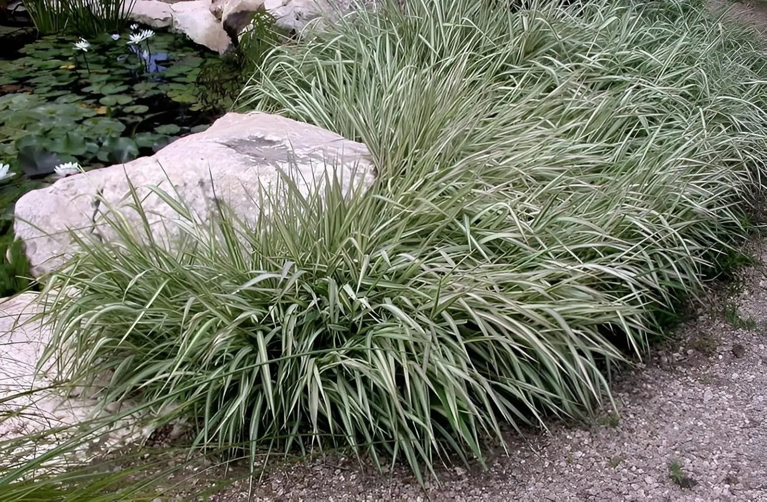 Ziergras Phalaris arundinacea 'Feesey' von Stauden Gänge, grünes Rohrglanzgras mit schmalen Blättern und zarten Blüten.