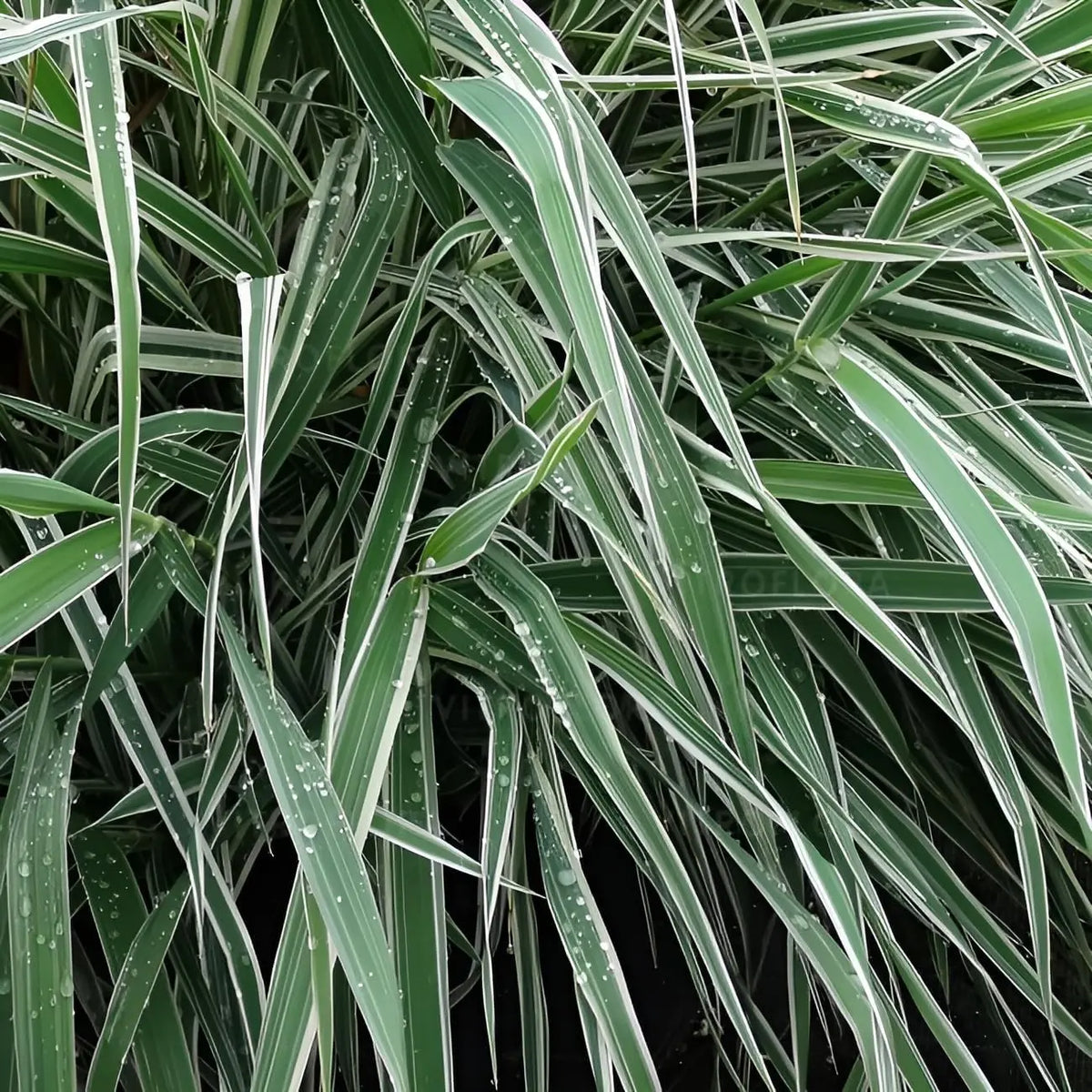Ziergras Phalaris arundnacea 'Picta' von Stauden Gänge, mit buntem, schmalen Laub, ideal für Garten und Beet.
