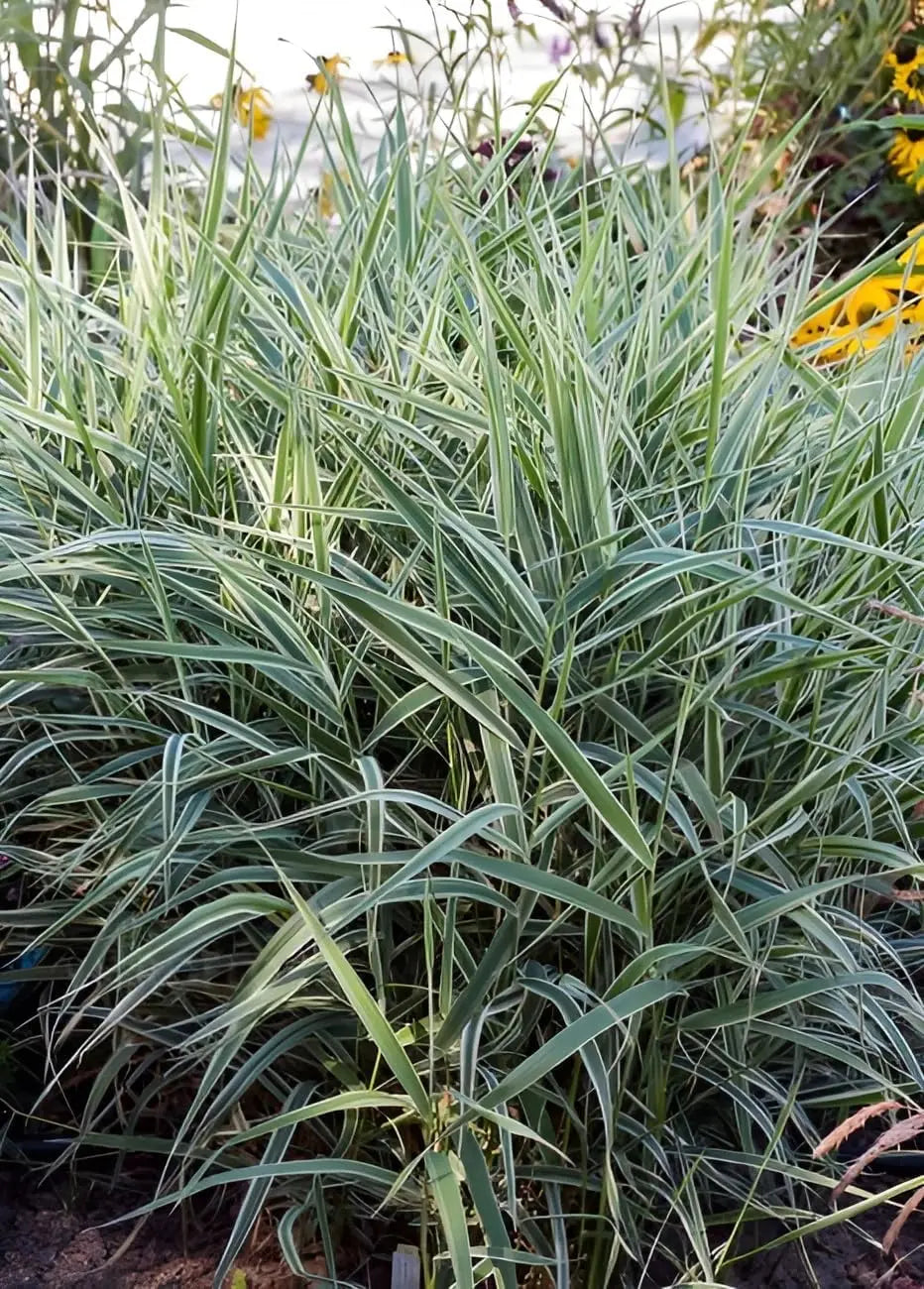 Ziergras Phalaris arundnacea 'Picta' mit bunten Blättern, Stauden Gänge, dekoratives Rohrglanzgras im Garten.