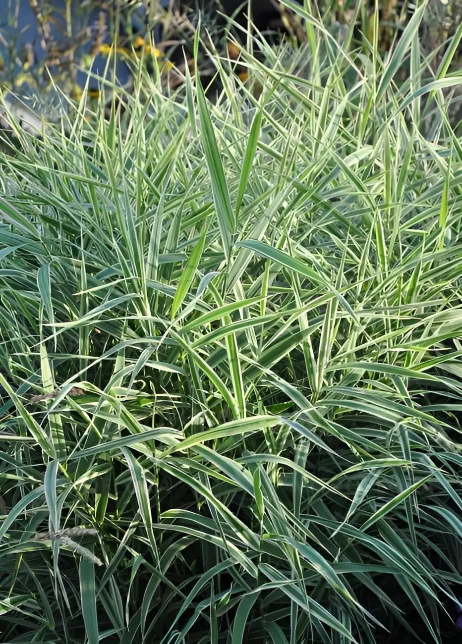 Ziergras Phalaris arundnacea 'Picta' mit bunten Blättern, Stauden Gänge, für Garten und Beet