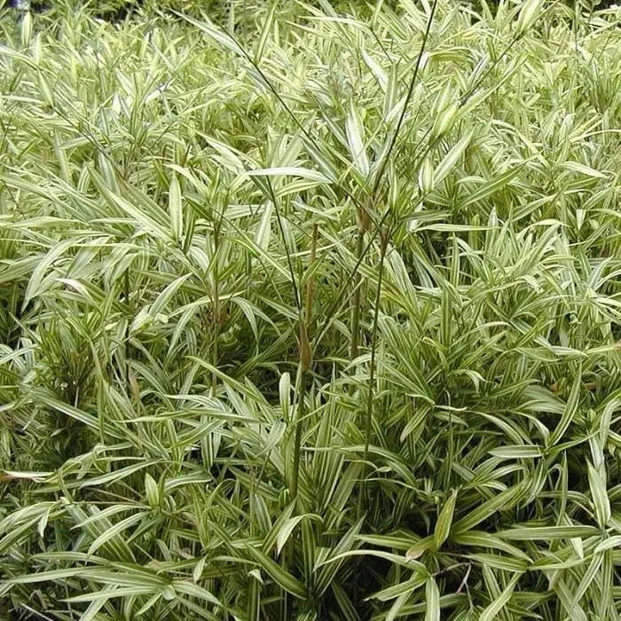 Bunter Zwergbambus Pleioblastus chino 'Tsuboi' als Ziergras, mit grünen und gelben Blättern, im Garten.