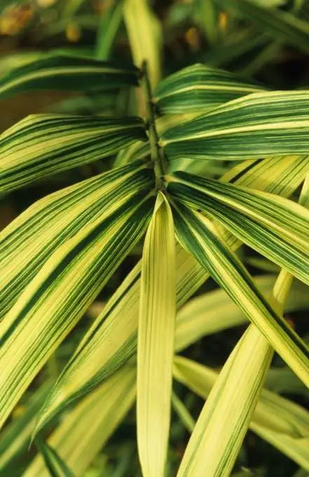 Bunter Zwergbambus Pleioblastus chino 'Tsuboi' als Ziergras, grüne und gelbe Blätter, dekorativ im Garten, von Stauden Gänge