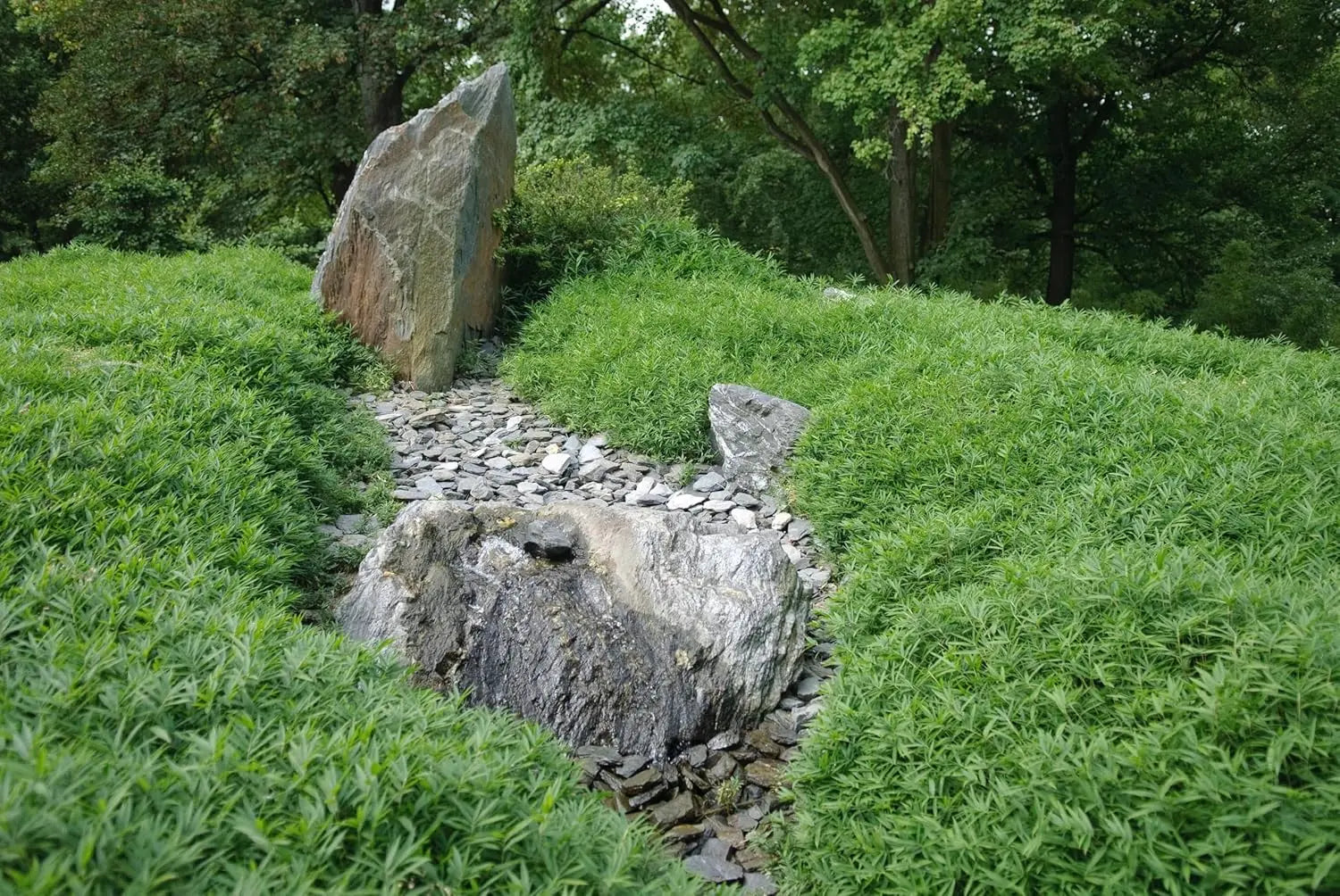 Ziergras Pleioblastus pygmaeus 'Distichus' – Zwerg-Bambus, grünes Blattwerk, wächst auf einem Gartenboden.