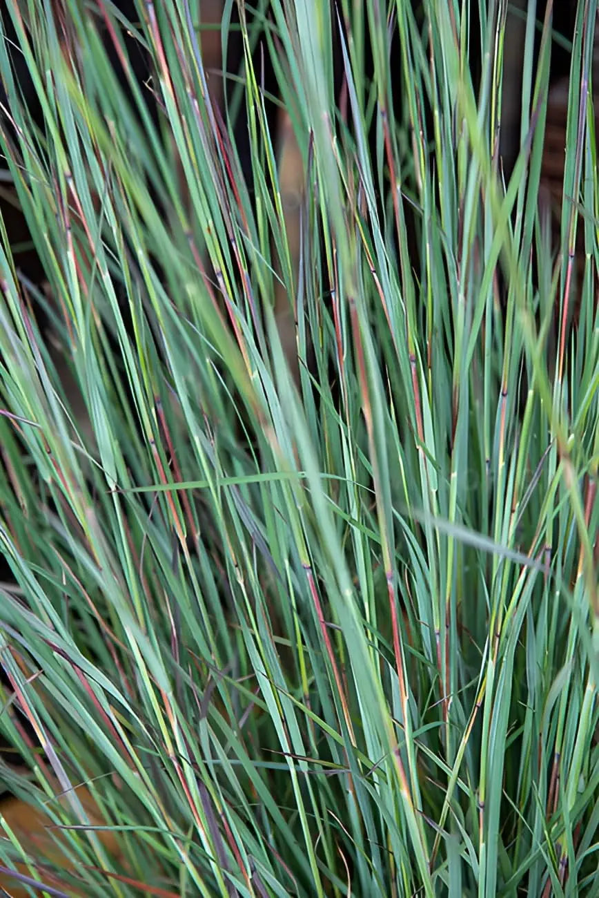Ziergras Schizachyrium scoparium 'Blue Heaven' mit blauen, welligen Halmen, Stauden Gänge, kleines Präriegras im Garten