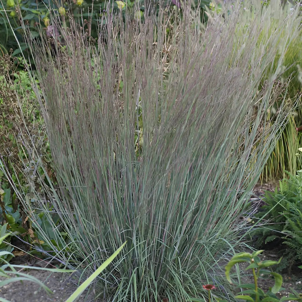 Ziergras Schizachyrium scoparium 'Blue Heaven' mit blauen Silbrigen Halmen, von Stauden Gänge, dekoratives Kleines Präriegras