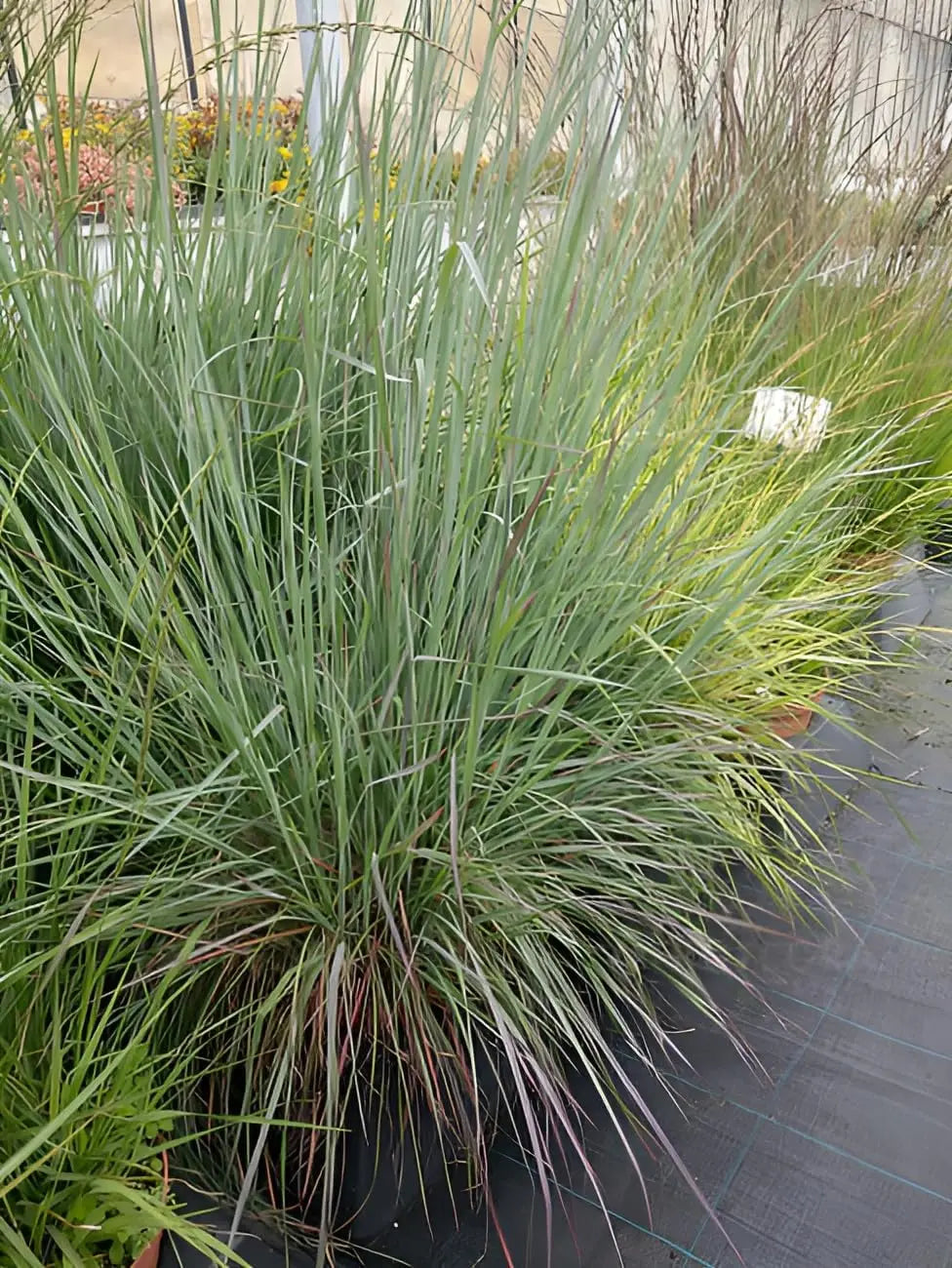 Ziergras Schizachyrium scoparium 'Blue Heaven' mit blau-grünen Blättern, dekoratives Kleines Präriegras, Stauden Gänge