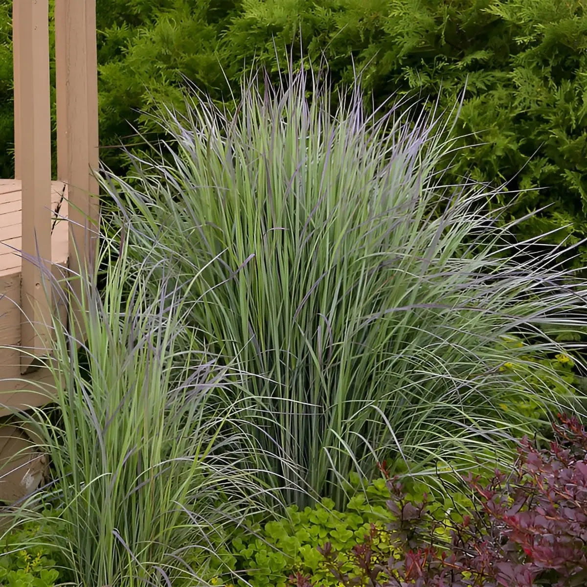 Ziergras Schizachyrium scoparium 'Twilight Zone' mit leuchtenden, rosa-rot gefärbten Halmen, kleines Präriegras, Stauden Gänge