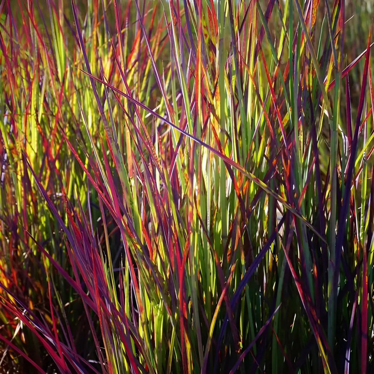 Ziergras Schizachyrium scoparium 'Twilight Zone' von Stauden Gänge, kleines Präriegras mit filigranen Blättern und rotem Farbton