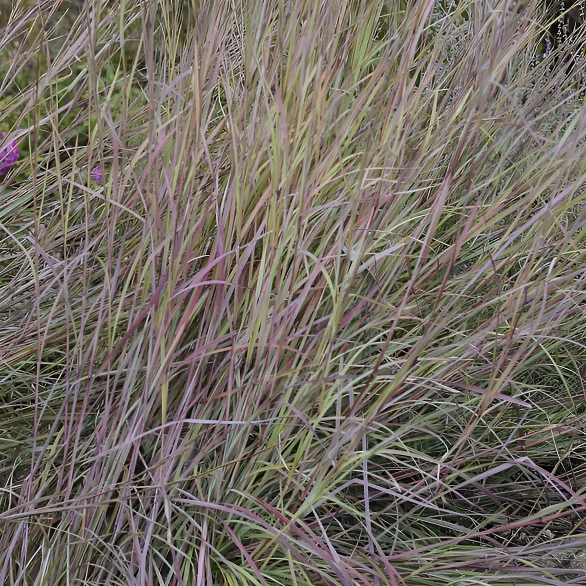 Ziergras Schizachyrium scoparium 'Twilight Zone’ mit filigranen, silbrigen Blättern, kleines Präriegras, Stauden Gänge