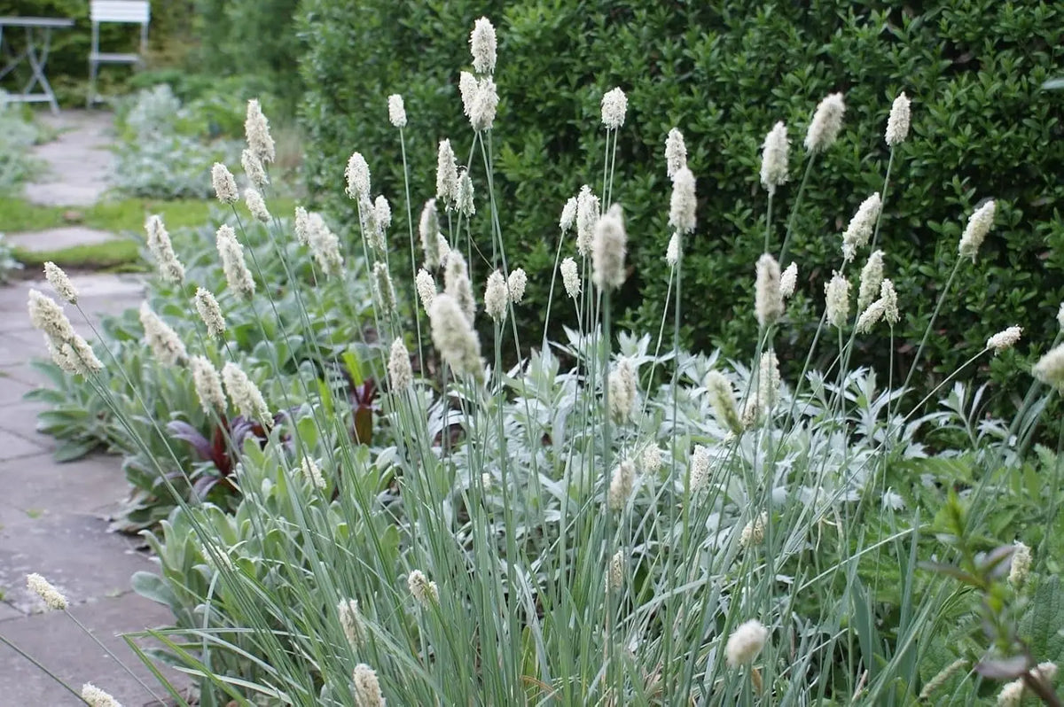 Ziergras Sesleria sadleriana, Ungarisches Blaugras, mit blaugrauen, dichten Halmen, Stauden Gänge, Gartenpflanze