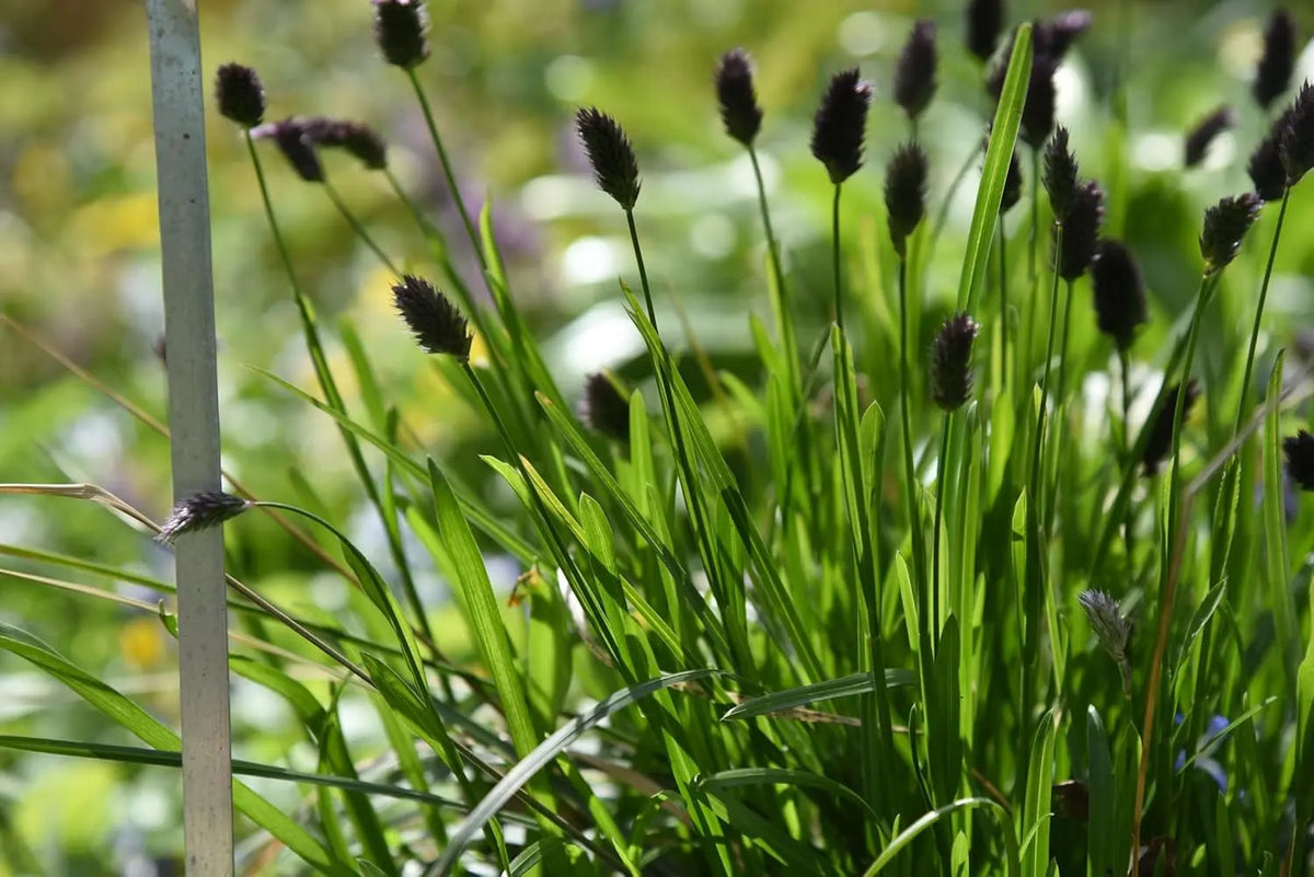 Sesleria sadleriana, Ungarisches Blaugras, Ziergras von Stauden Gänge mit silbrigen Blättern und zarten Halmen.