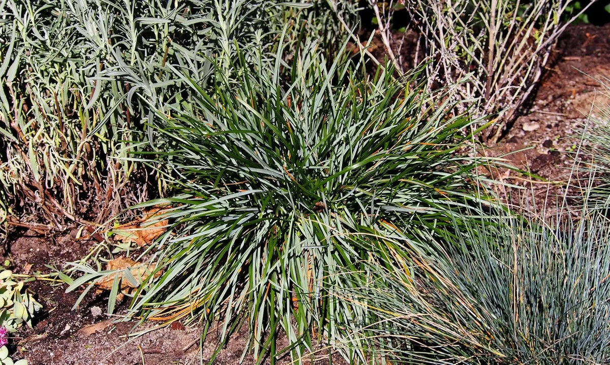 Ziergras Sesleria sadleriana, Ungarisches Blaugras, mit bläulichen Blättern, im Gartenbeet, von Stauden Gänge.