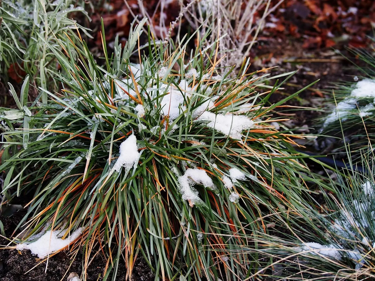 Ziergras Sesleria sadleriana, Ungarisches Blaugras, mit silbrigen Blättern, im Gartenbeet, von Stauden Gänge.
