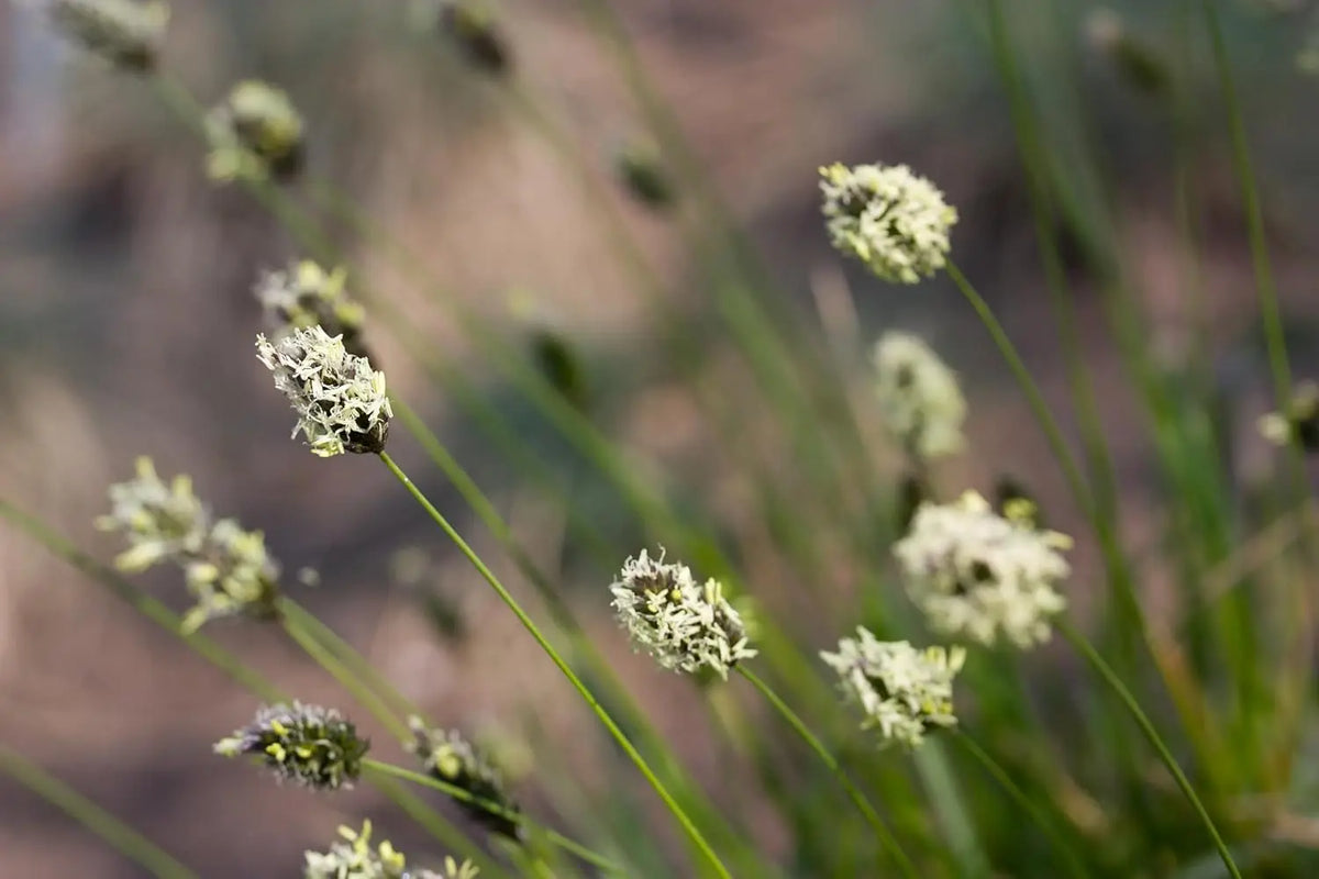 Ziergras Sesleria sadleriana, Ungarisches Blaugras, im Garten, mit schmalen grünen Blättern, von Stauden Gänge.