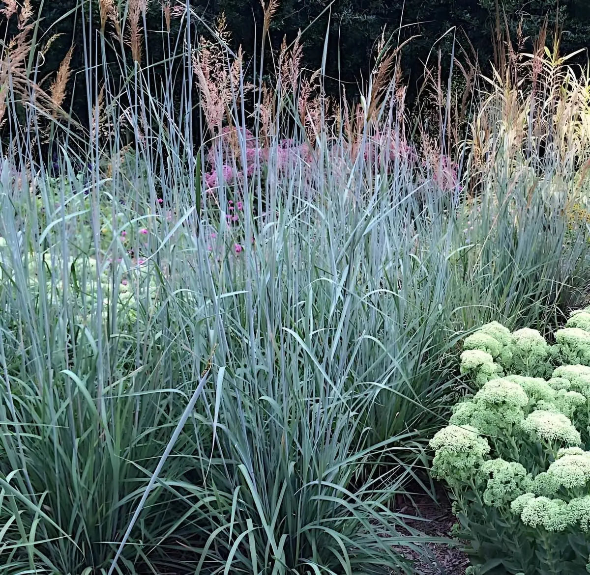 Ziergras Sorghastrum nutans 'Indian Steel' von Stauden Gänge, mit goldgelben Halmen und aufrechter Wuchs.