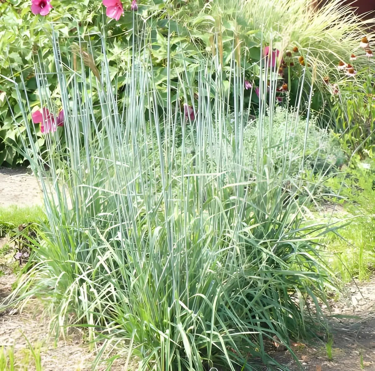 Ziergras Sorghastrum nutans 'Indian Steel' von Stauden Gänge, mit goldenen bis braunen Halmen, im Garten.