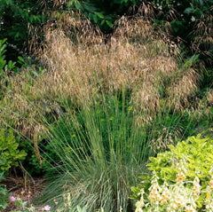 Großes Riesen-Federgras (Stipa gigantea) von Stauden Gänge, Ziergras mit langen, feinen, goldenen Halmen im Garten.