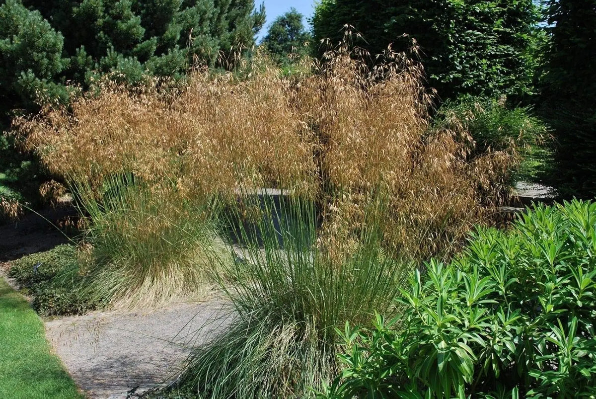Großes Stipa gigantea Riesen-Federgras als Ziergras, mit langen, federartigen Halmen und üppigem Laub, Stauden Gänge.