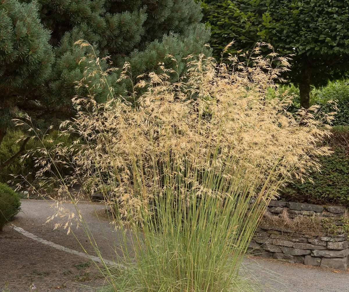 Großes Stipa gigantea Riesen-Federgras als Ziergras, mit langen, federartigen Halmen, von Stauden Gänge fotografiert