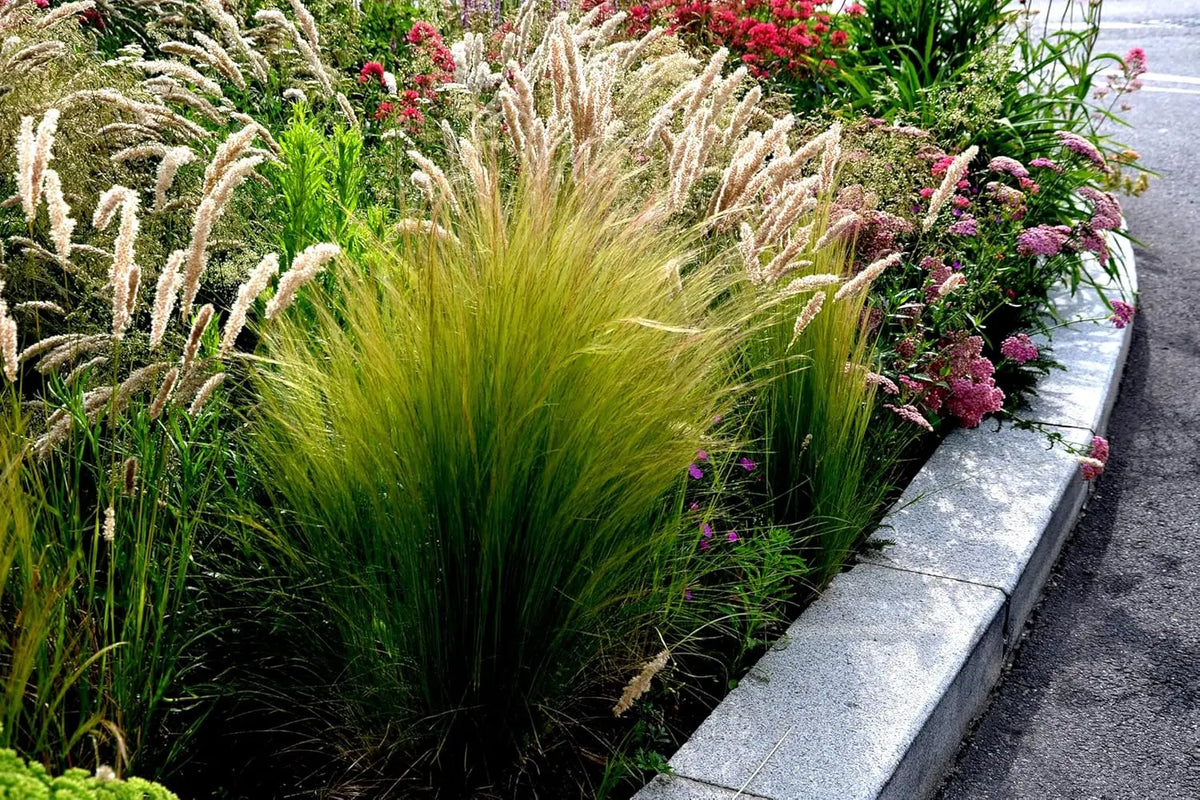 Ziergras Stipa tenuissima 'Pony Tails' in großem Topf, feine, seidige Halme, dekoratives Federgras von Stauden Gänge