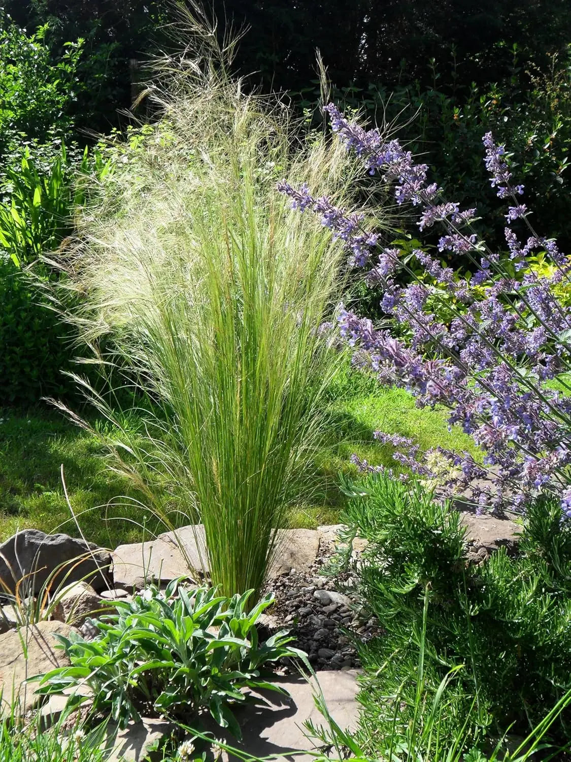 Ziergras Stipa tenuissima 'Pony Tails' in XXL Topf, feine, silbrige Halme, lebendige Pflanze von Stauden Gänge