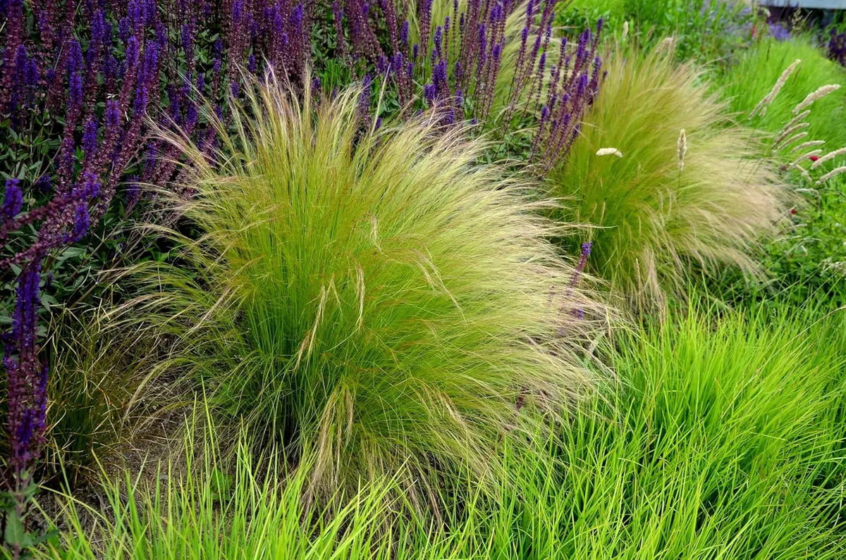 Ziergras Stipa tenuissima 'Pony Tails' im XXL Topf, feine, elegante Gräser für Garten und Balkon, von Stauden Gänge