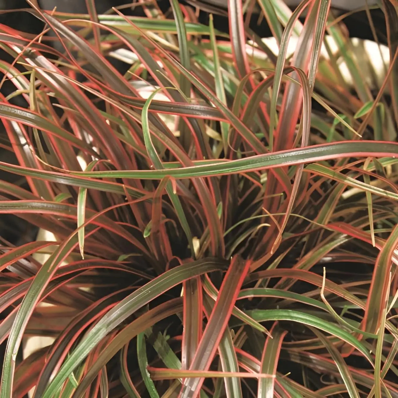 Uncinia rubra 'Everflame', rotes Ziergras mit mahagonibraunen Halmen, bei Stauden Gänge.