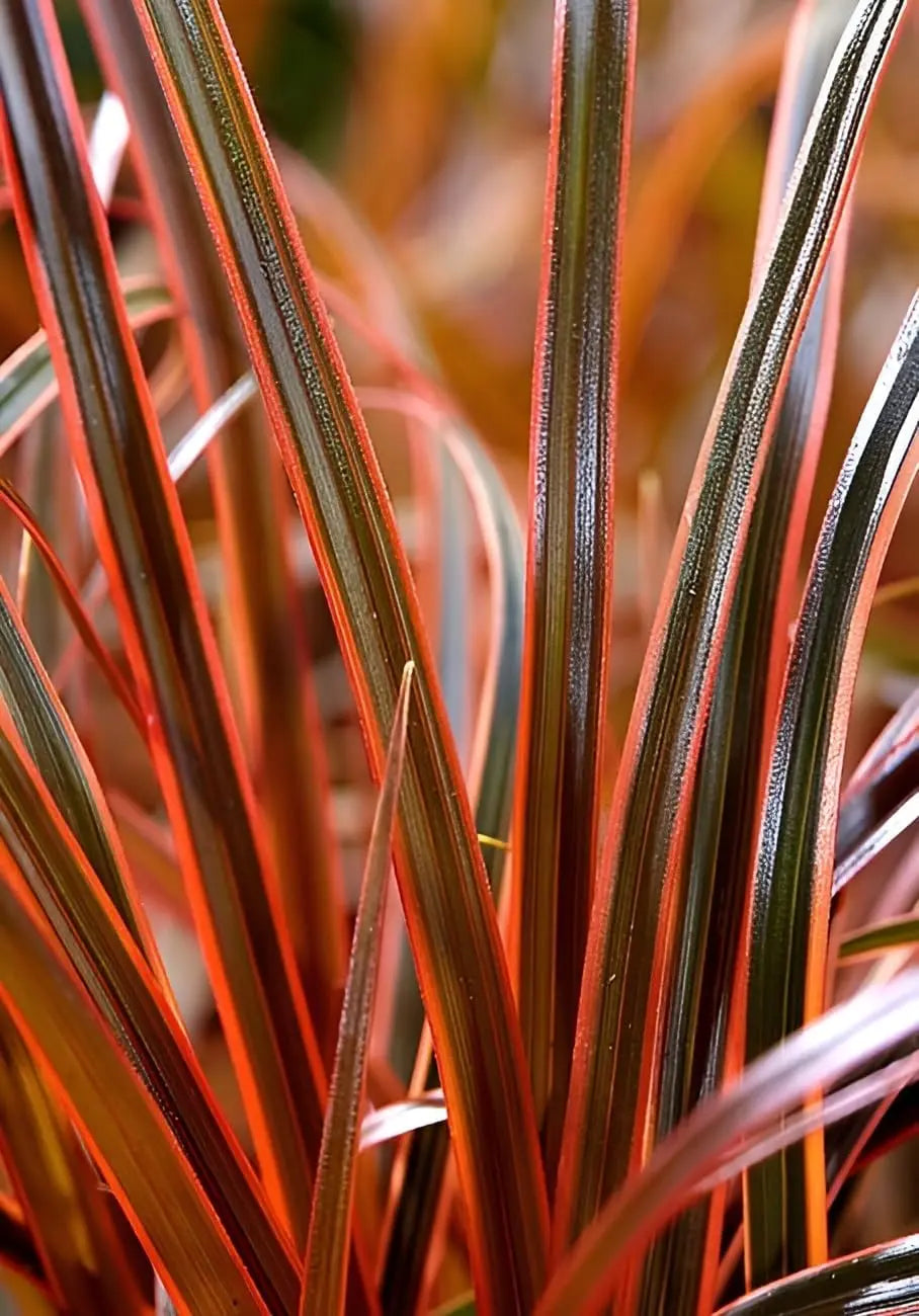 Ziergras Uncinia rubra 'Everflame' in orange-rote Farbe, Stauden Gänge, dekoratives Mahagoni Gras, im Garten.