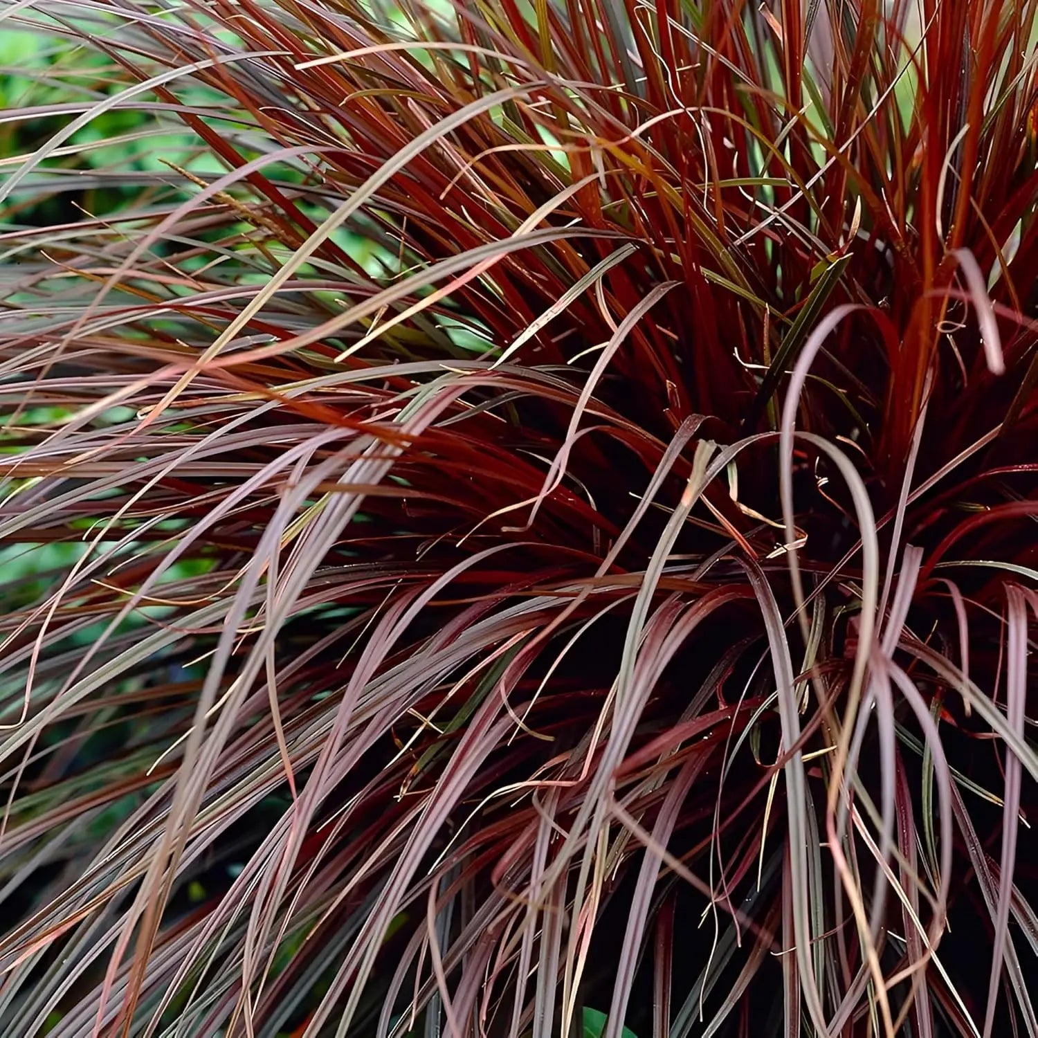 Uncinia rubra 'Firedance', rotes Ziergras mit mahagonifarbenen Halmen, wächst als dekoratives Ziergras, Stauden Gänge.