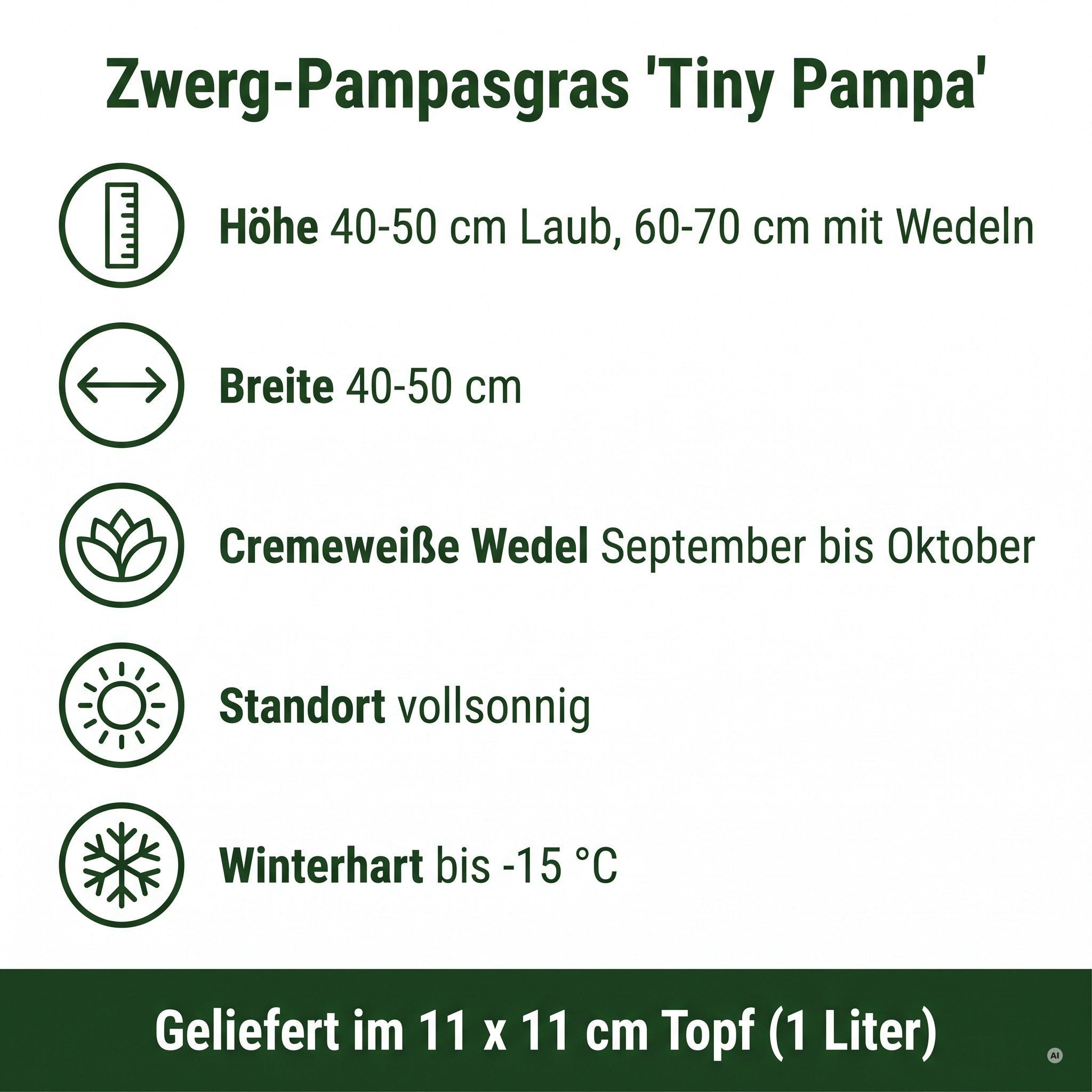 Steckbrief Zwerg-Pampasgras 'Tiny Pampa': Höhe 40 bis 50 cm Laub und 60 bis 70 cm mit Wedeln, Breite 40 bis 50 cm, cremeweiße Wedel September bis Oktober, Standort vollsonnig, winterhart bis minus 15 Grad, Topf 11 mal 11 cm