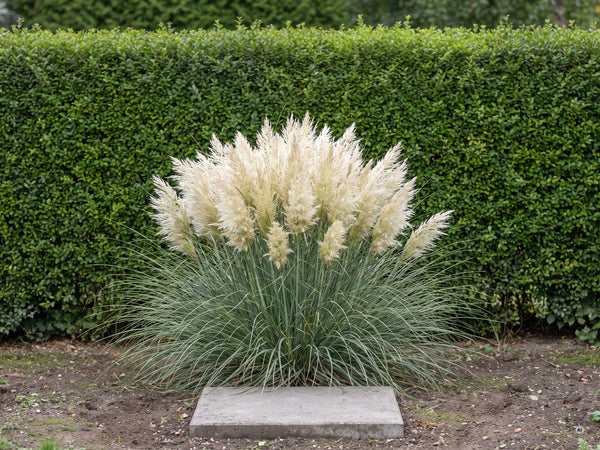 Cortaderia selloana 'Tiny Pampa' vor einer Gartenhecke
