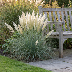 Cortaderia selloana 'Tiny Pampa' Zwerg-Pampasgras an einer Terrassenkante, cremeweiße Federwedel auf Höhe der Armlehne einer Gartenbank, Stauden Gänge.